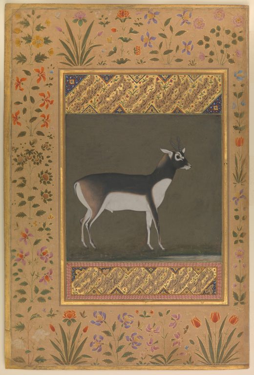 "Black Buck", Folio from the Shah Jahan Album